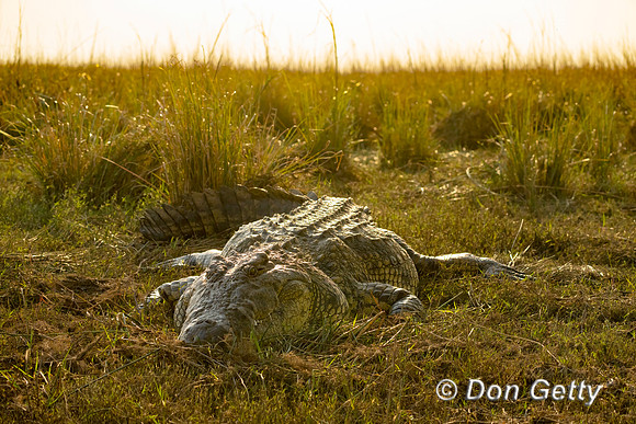 Nile Crocodile