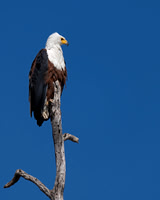 Fish Eagle