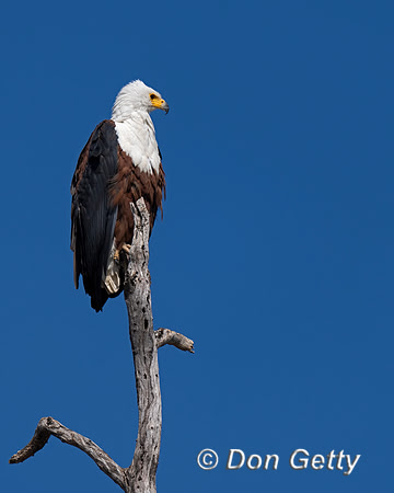 Fish Eagle