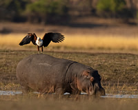 Fish Eagle