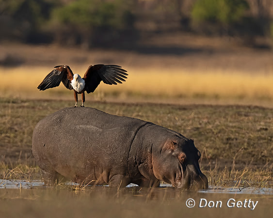 Fish Eagle