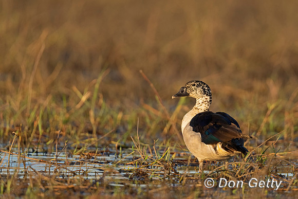 Knob-billed Duck