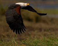 Fish Eagle