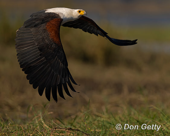 Fish Eagle