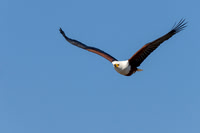 Fish Eagle