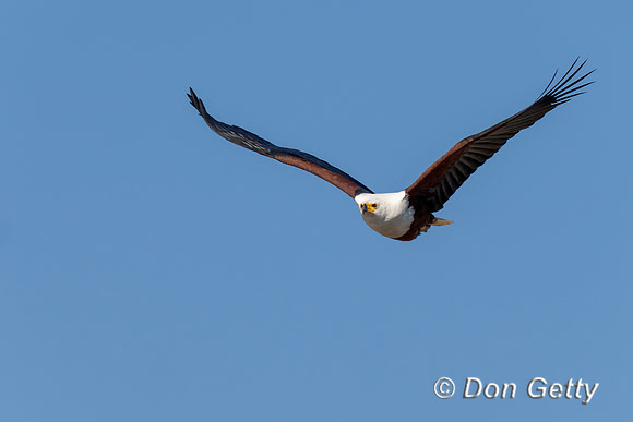 Fish Eagle