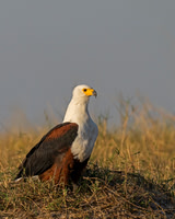 Fish Eagle