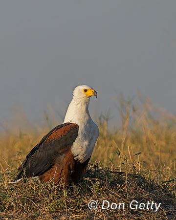 Fish Eagle