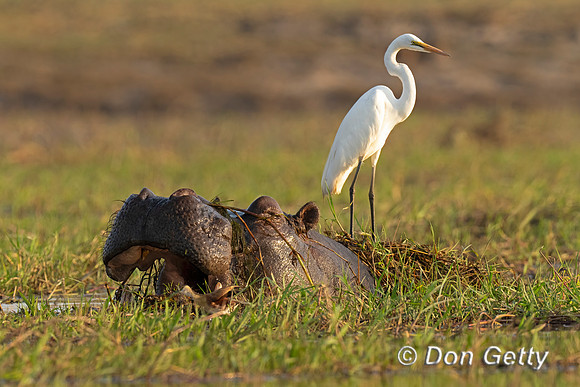 Great Egret