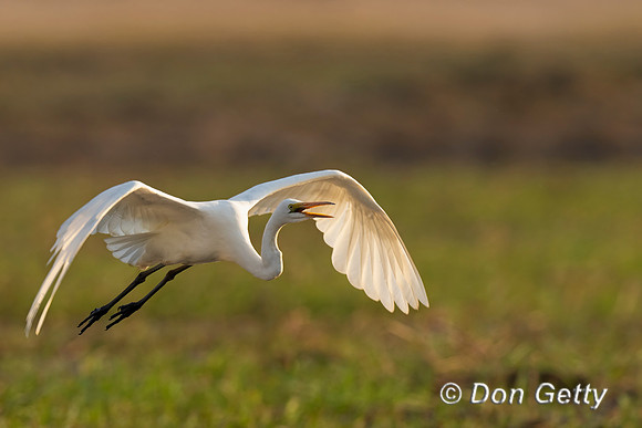 Great Egret