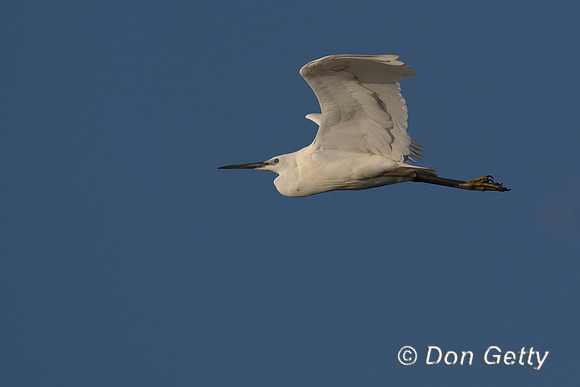 Great Egret