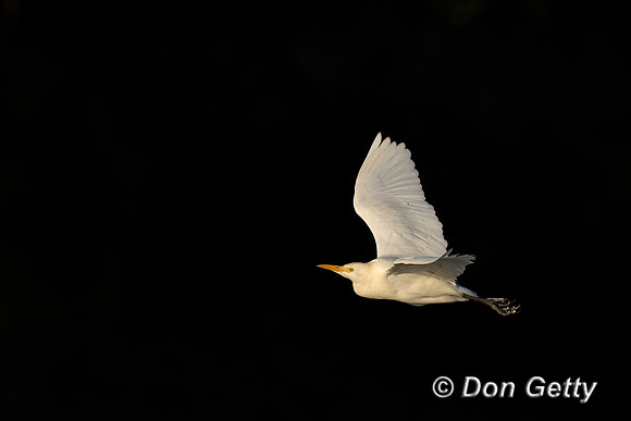 Intermediate Egret