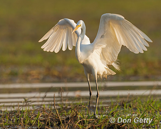 Great Egret