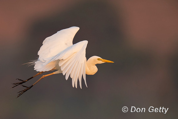 Intermediate Egret