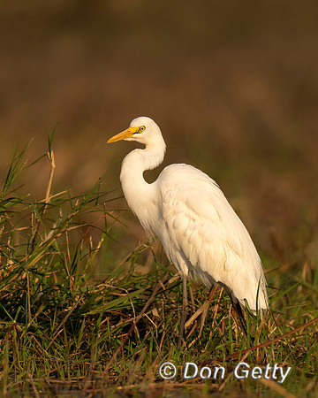 Intermediate Egret