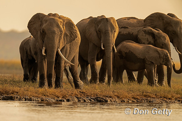 Elephant