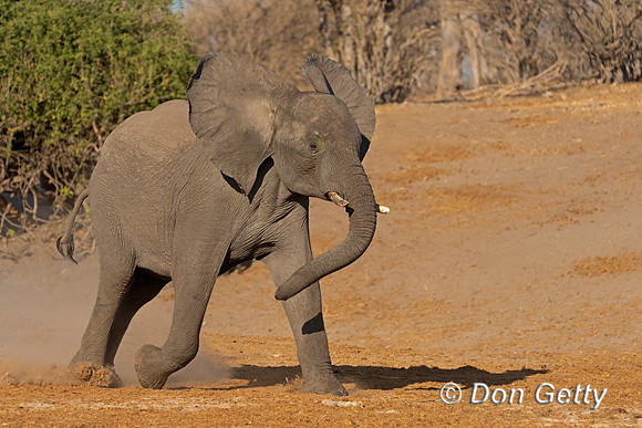 Elephant