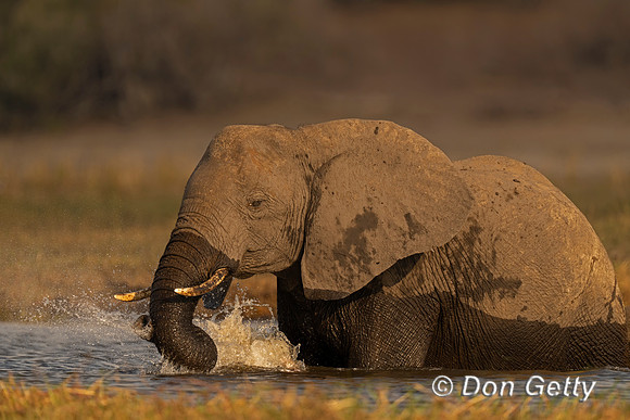 Elephant