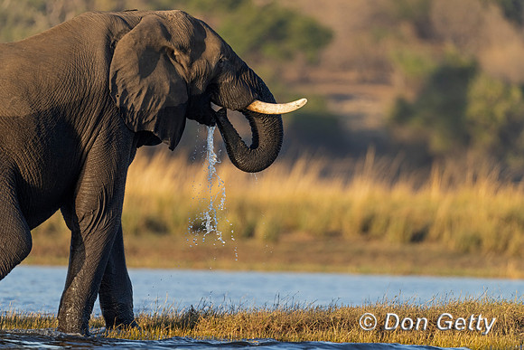 Elephant