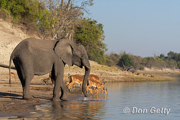 Elephant