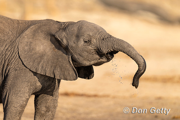 Elephant