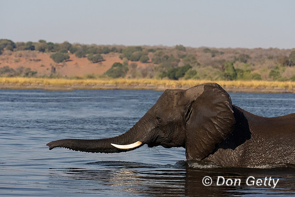 Elephant