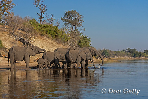 Elephant