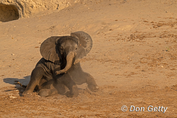 Baby Elephant