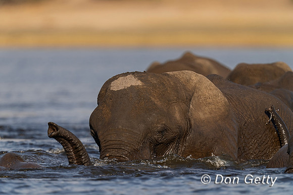 Elephant