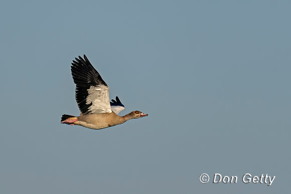Egyptian Goose