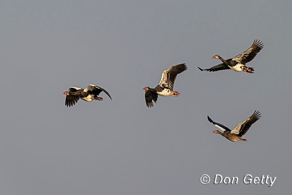 Spur-winged Goose
