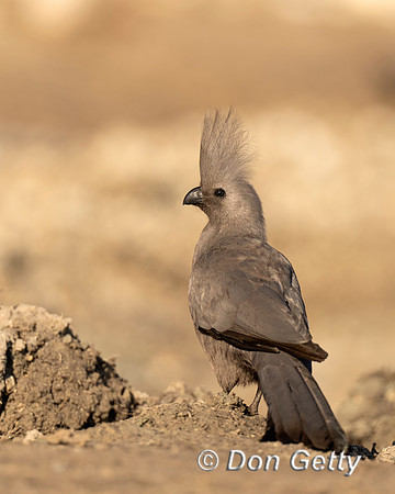 Grey Go-away-bird