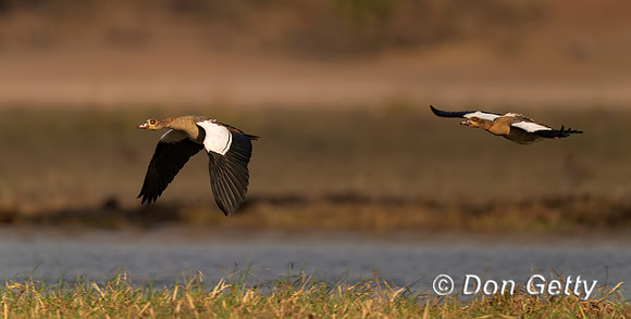 Egyptian Goose