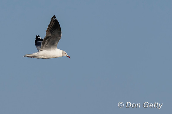 Grey-headed Gull