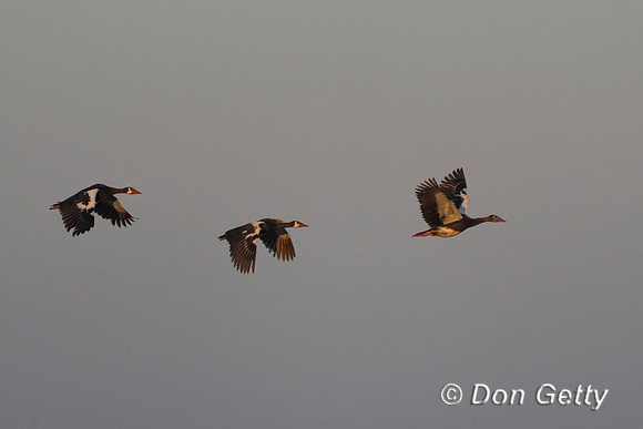Spur-winged Goose