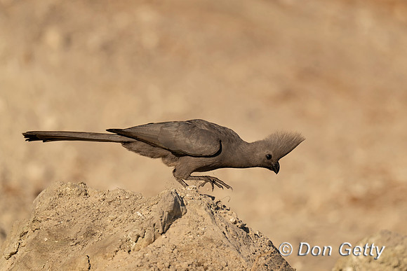 Grey Go-away-bird