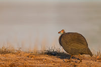 Helmeted Guineafowl