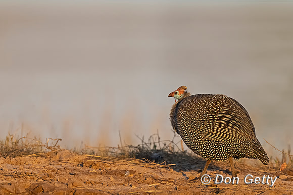 Helmeted Guineafowl