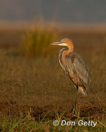 Goliath Heron