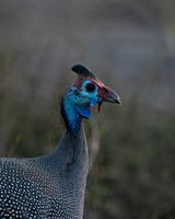 Helmeted Guineafowl