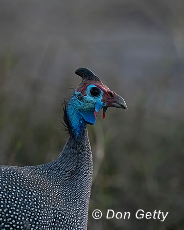 Helmeted Guineafowl