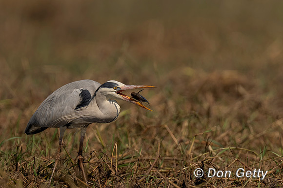 Grey Heron