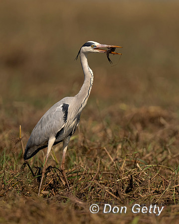 Grey Heron