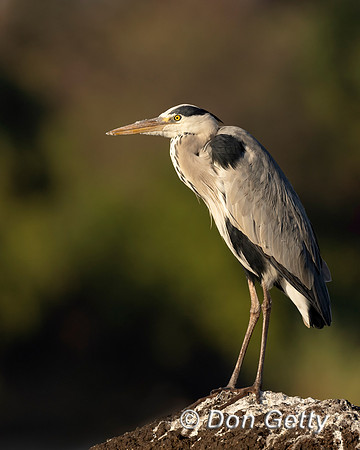 Grey Heron