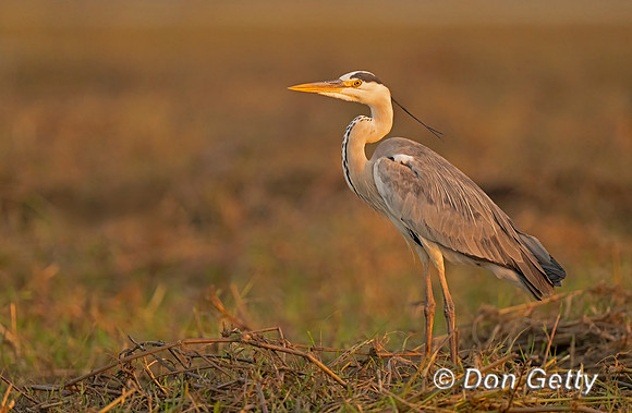 Grey Heron