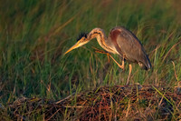 Purple Heron