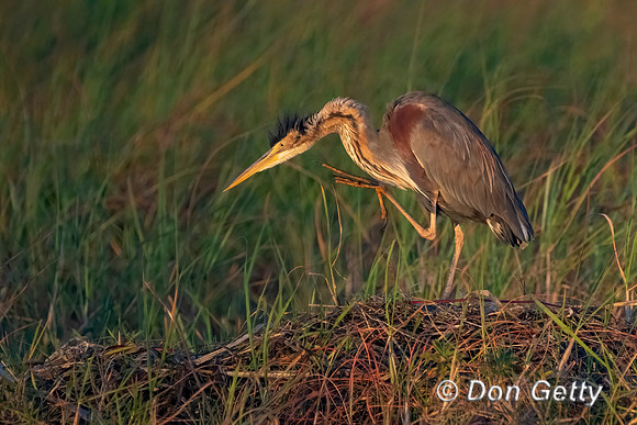 Purple Heron
