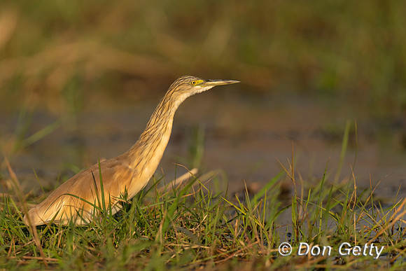 Squacco Heron