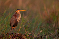 Purple Heron