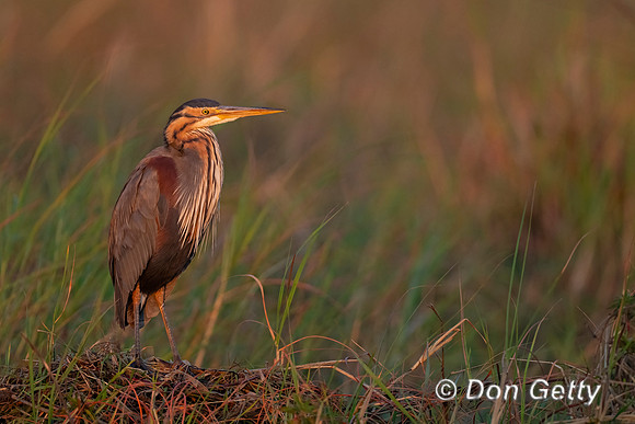 Purple Heron